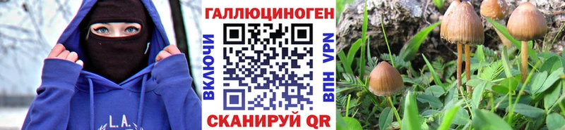купить наркоту  Верхняя Пышма  Галлюциногенные грибы Psilocybine cubensis 